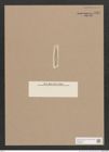 Navicula sp. (de-Toni-Nr.: Genus 1) Zeichnungen Sammlung Grunow Nr. 1567 (NHMW-BOT-W0368094)